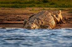 Featured Photo1 - PRIME ZAMBEZI RIVER LODGE DEVELOPMENT OPPORTUNITY