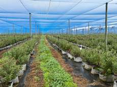 Featured Photo2 - Blueberry Intensive Irrigation Farms near Worcester & Rawsonville
