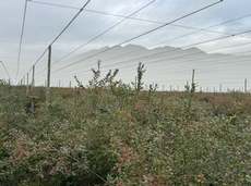 Featured Photo2 - Blueberry Intensive Irrigation Farms near Worcester & Rawsonville