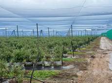 Featured Photo2 - Blueberry Intensive Irrigation Farms near Worcester & Rawsonville