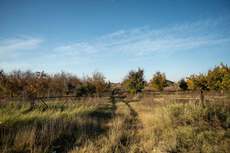 Featured Photo2 - AUCTION SALE - VAALHARTS IRRIGATION FARM (±193.7 HA)
