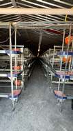 Featured Photo2 - BUSINESS RESCUE - 20HA POULTRY FARM WITH BREEDING BATTERY, OFFICES & DWELLING