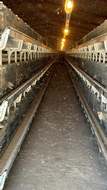 Featured Photo2 - BUSINESS RESCUE - 20HA POULTRY FARM WITH BREEDING BATTERY, OFFICES & DWELLING